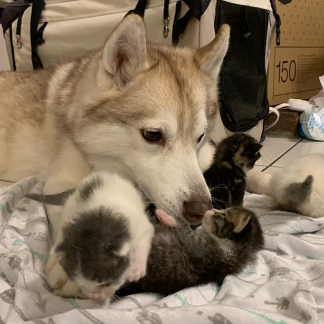 Orphan Kittens Take To Husky And Think She's Mom - Love Meow