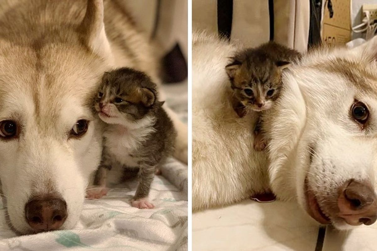 Orphan Kittens Take to Husky and Think She's Mom
