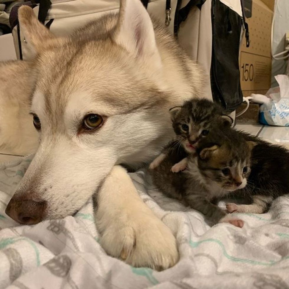 cute, kitten, husky, dog, kittens