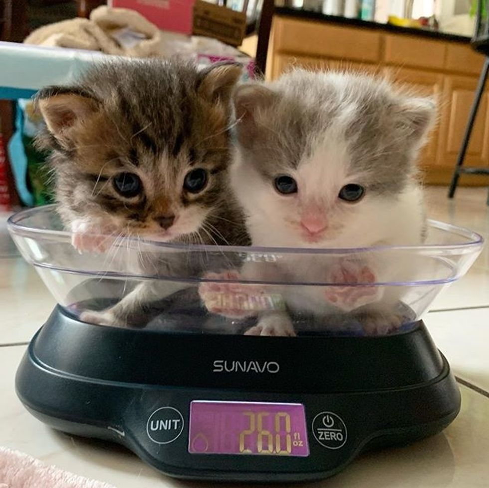 cute, kittens, scale, weight