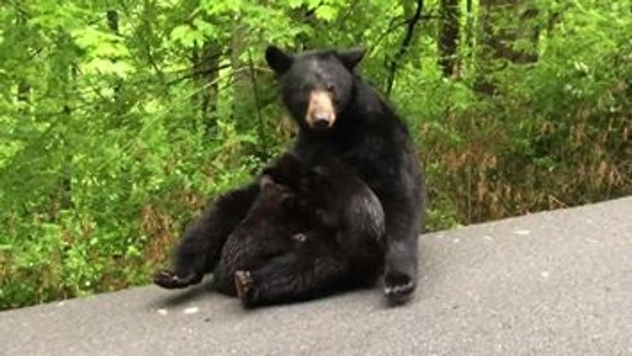 Black bear spotted nursing three cubs on the side of a road near Gatlinburg