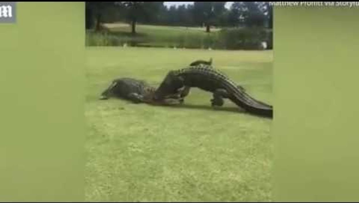 Two huge gators were caught on video in brutal brawl on South Carolina golf course