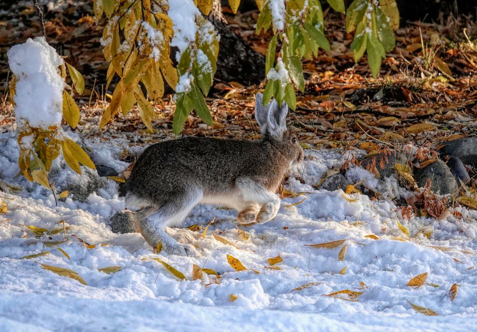 snowshoe hare alaska