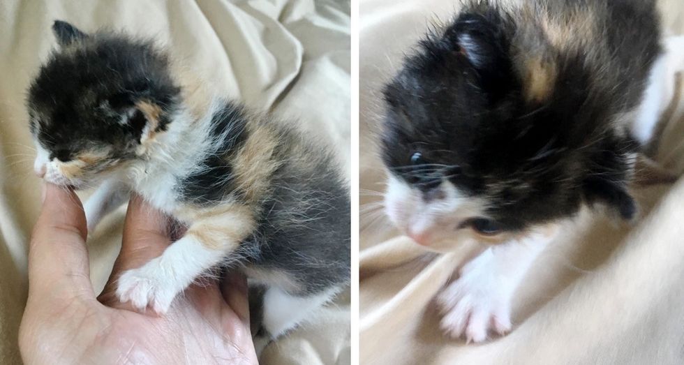 calico kitten, head tilt, Gabby