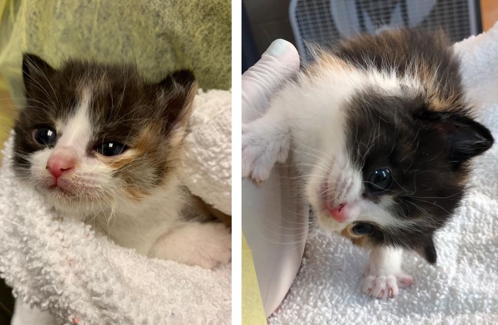 calico kitten, head tilt, Gabby