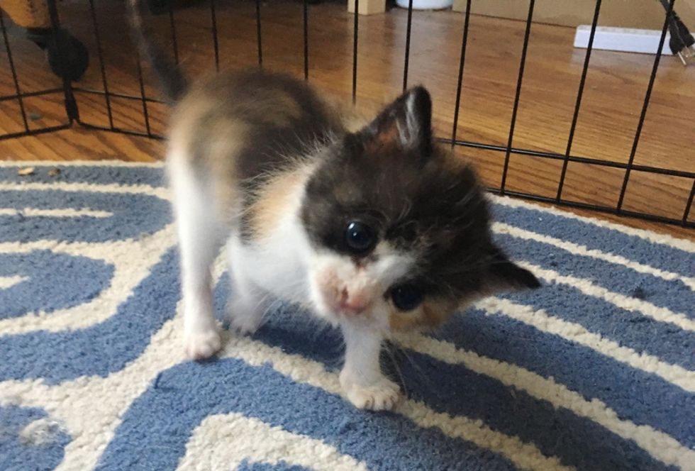 Kitten with Head Tilt Makes Great Strides and Tells Everyone About It Love Meow