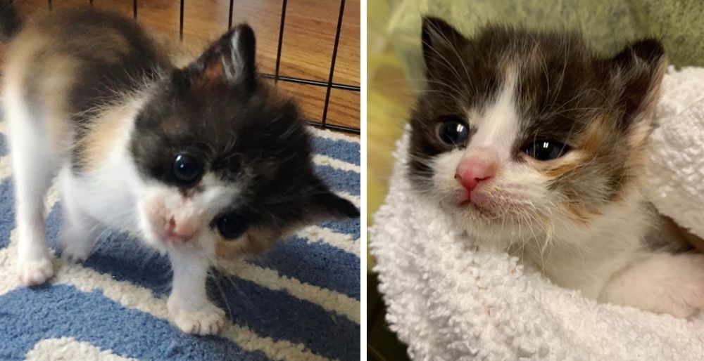 Kitten with Head Tilt Makes Great Strides and Tells Everyone About It Love Meow