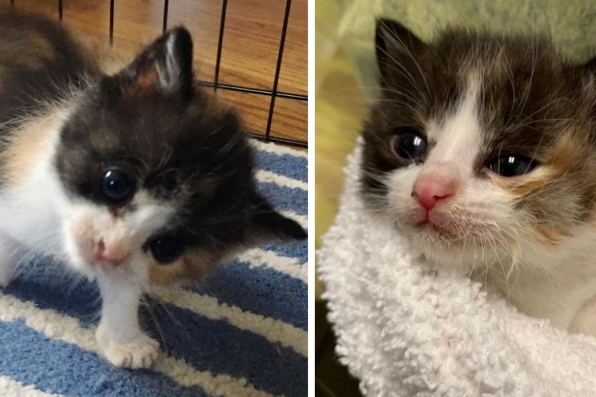 Kitten with Head Tilt Makes Great Strides and Tells Everyone About It