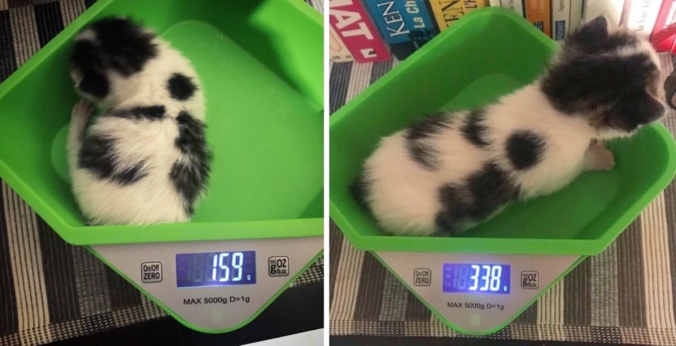 scale, weight, cow kitten