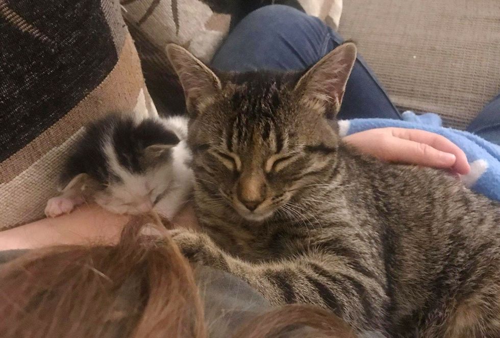 tabby cat, kitten, cuddle friends