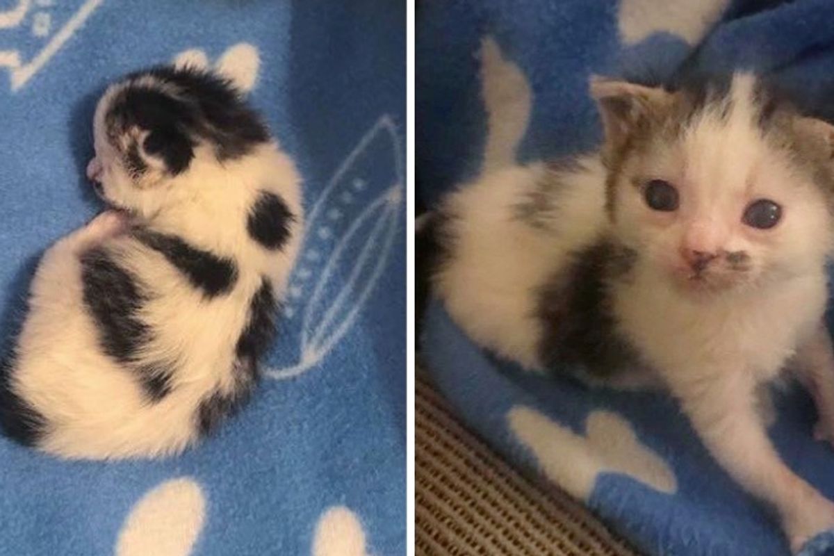 Kitten with Cow Markings Finds Kind People to Help Her Thrive