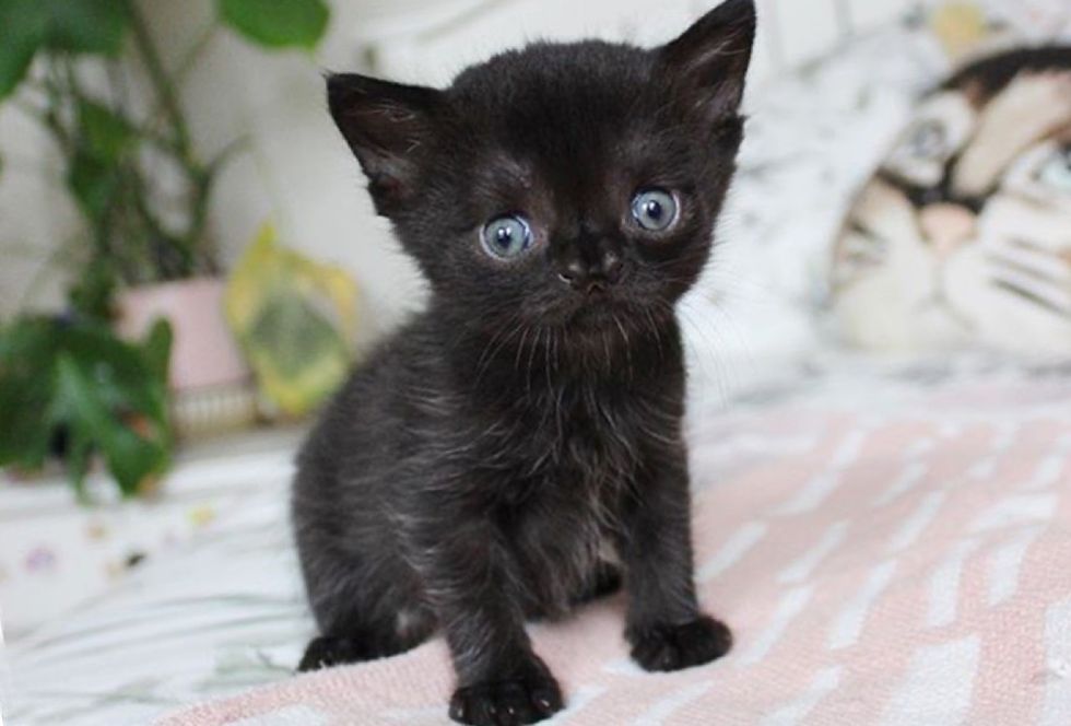 Kitten with Adorable Face is So Brave, She Melts People's Hearts - Love ...