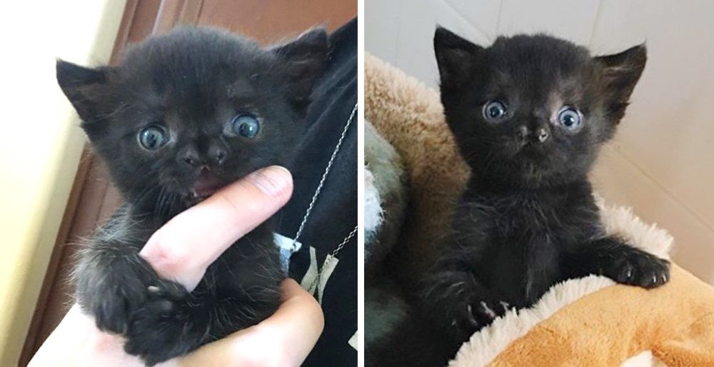 Kitten with Adorable Face is So Brave, She Melts People's Hearts - Love