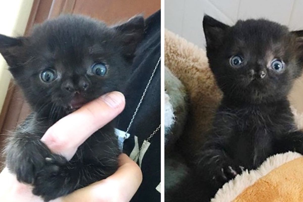 Kitten with Adorable Face is So Brave, She Melts People's Hearts
