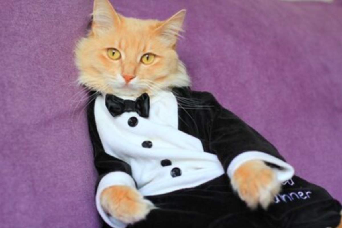 Cat in tuxedo