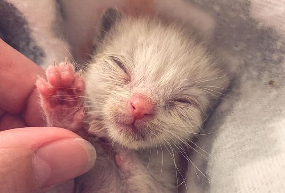 tiny kitten, paw