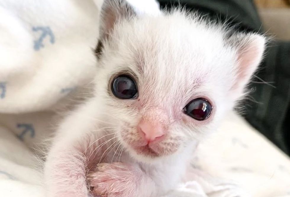 small kitten, big eyes