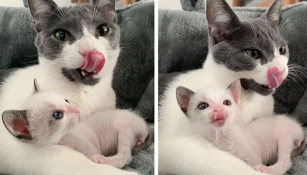 cat, cuddles, tiny kitten