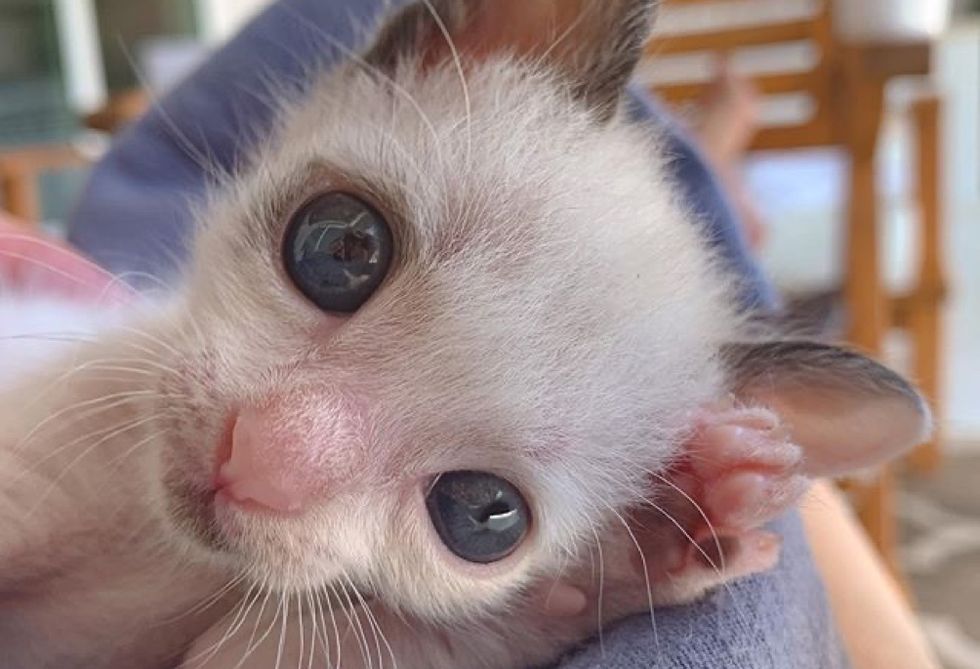 small kitten, big blue eyes