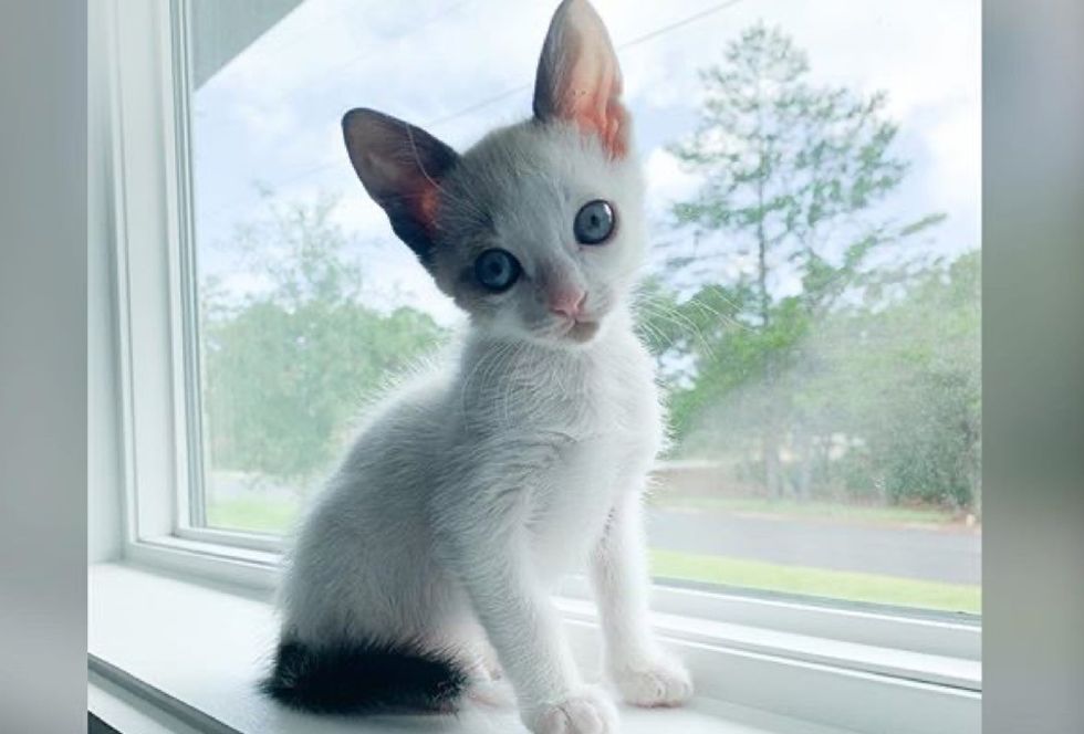 siamese kitten, window