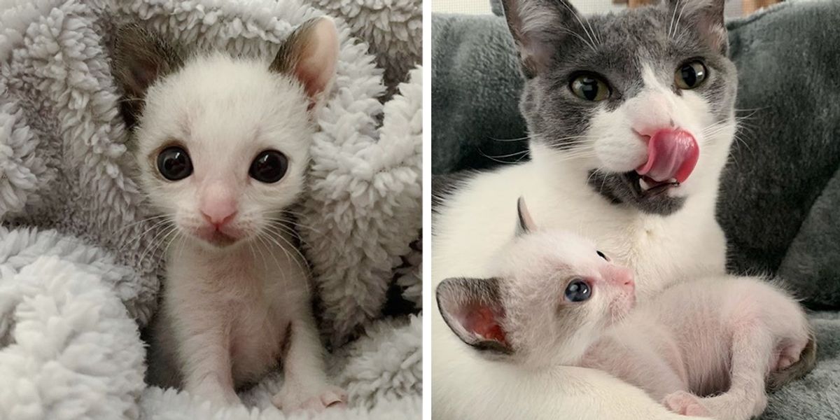 Palm Sized Kitten With Big Eyes Finds New Family To Cuddle Love Meow - cuteness kittens 4 roblox