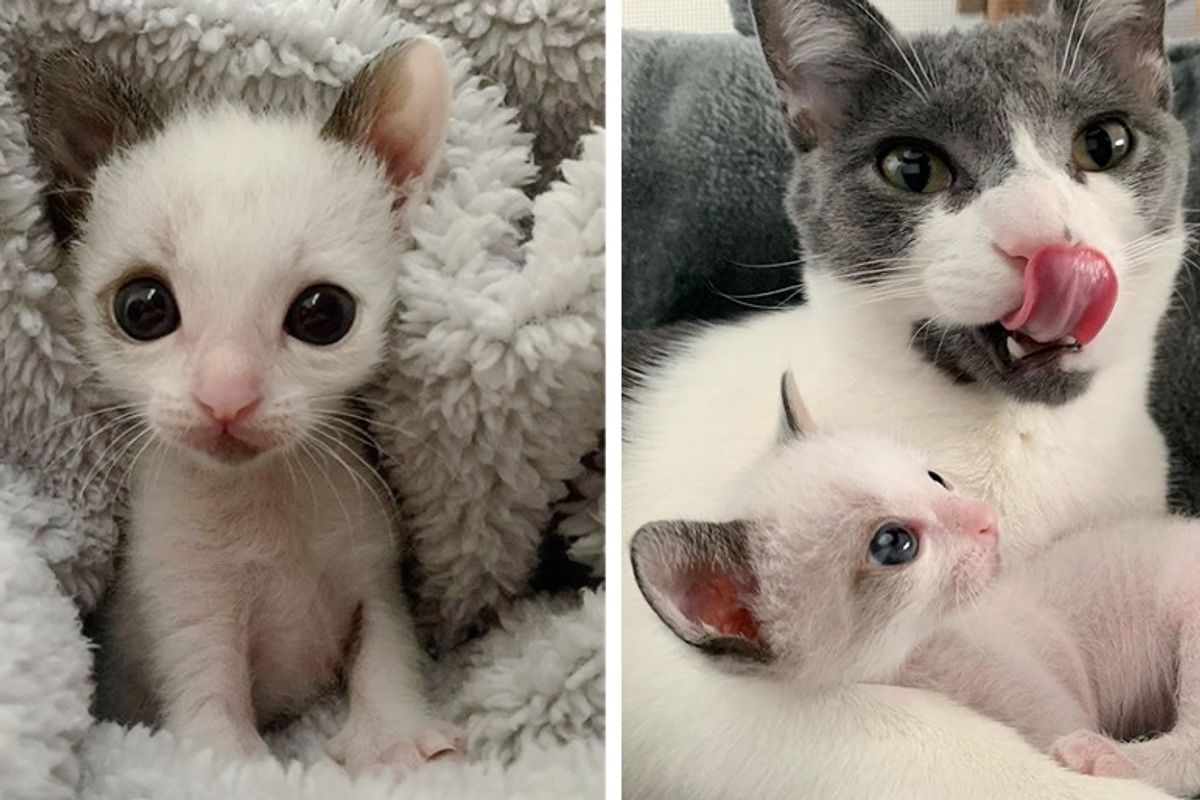 Palm-sized Kitten with Big Eyes Finds New Family to Cuddle