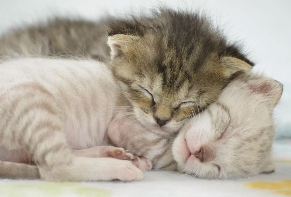 Kittens Watch Over Each Other and Share Incredible Bond - Love Meow