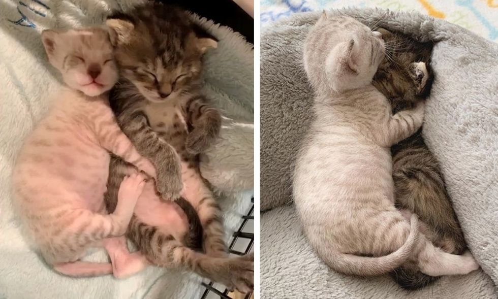cuddles, hugs, cute kittens, best friends