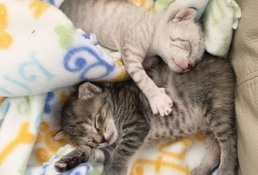 best friends, kittens, sleeping