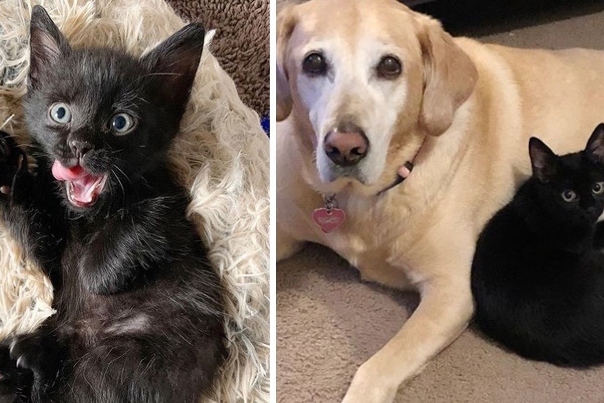 Kitten Takes to Family Dog and Insists on Being Her Friend