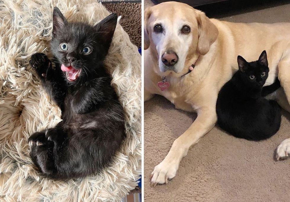 panther kitty, kitten, Labrador dog