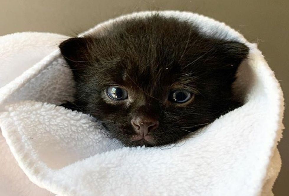 purrito, cute kitten