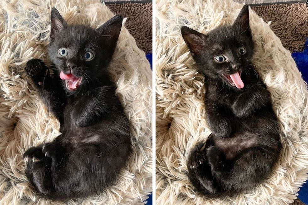 panther kitty, cute kitten