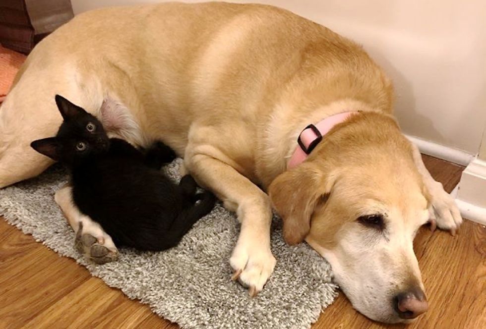 kitten, snuggles, senior dog