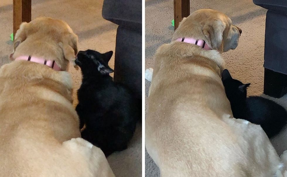 kitten, cat, dog, best friends