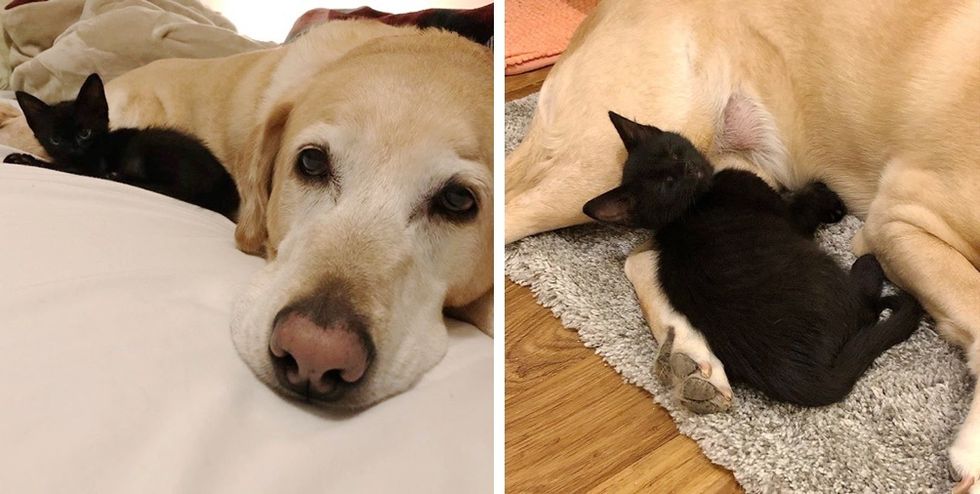 kitten, Labrador dog, best friends