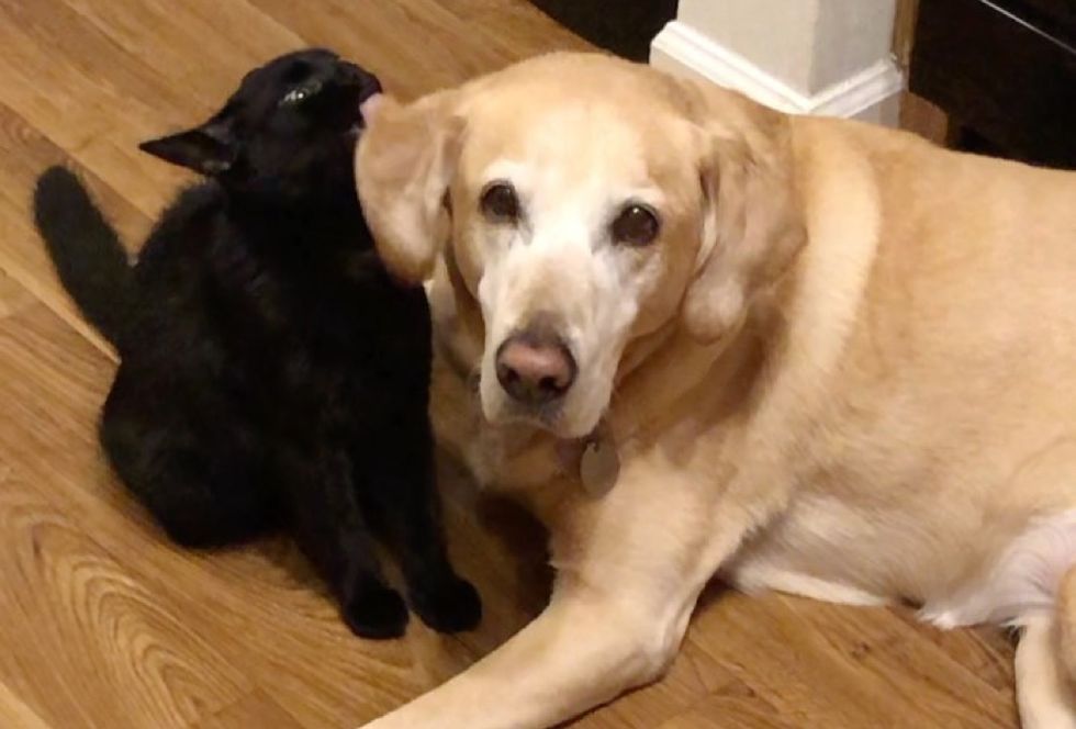 cat, dog, best friends