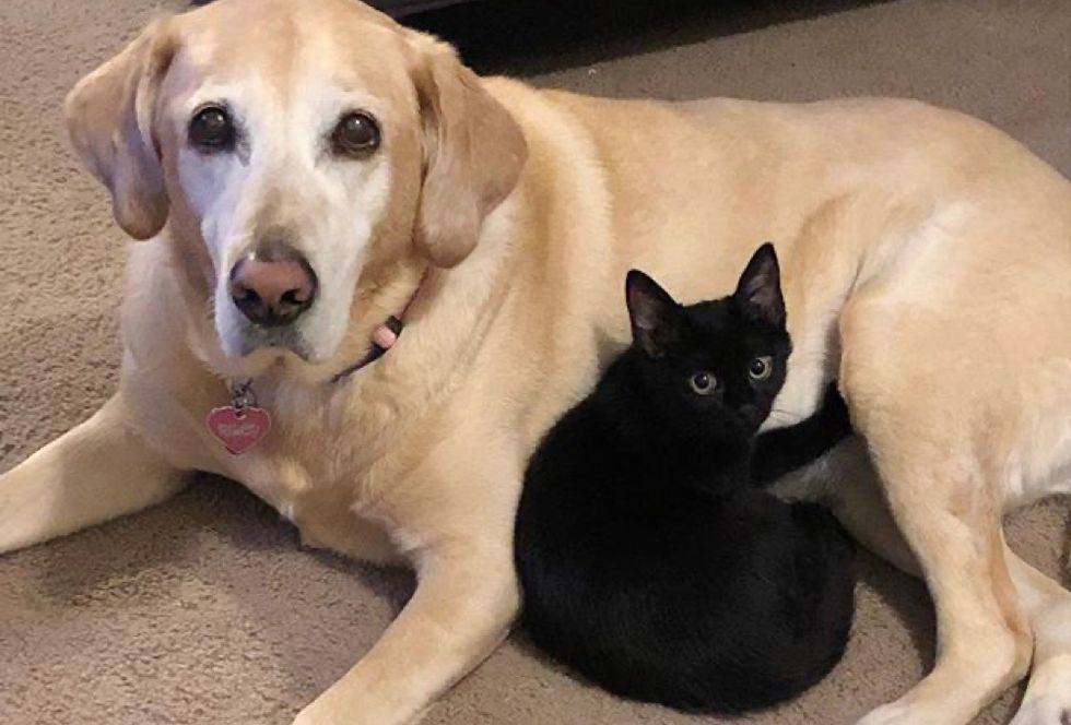 kitten, Labrador dog, best friends
