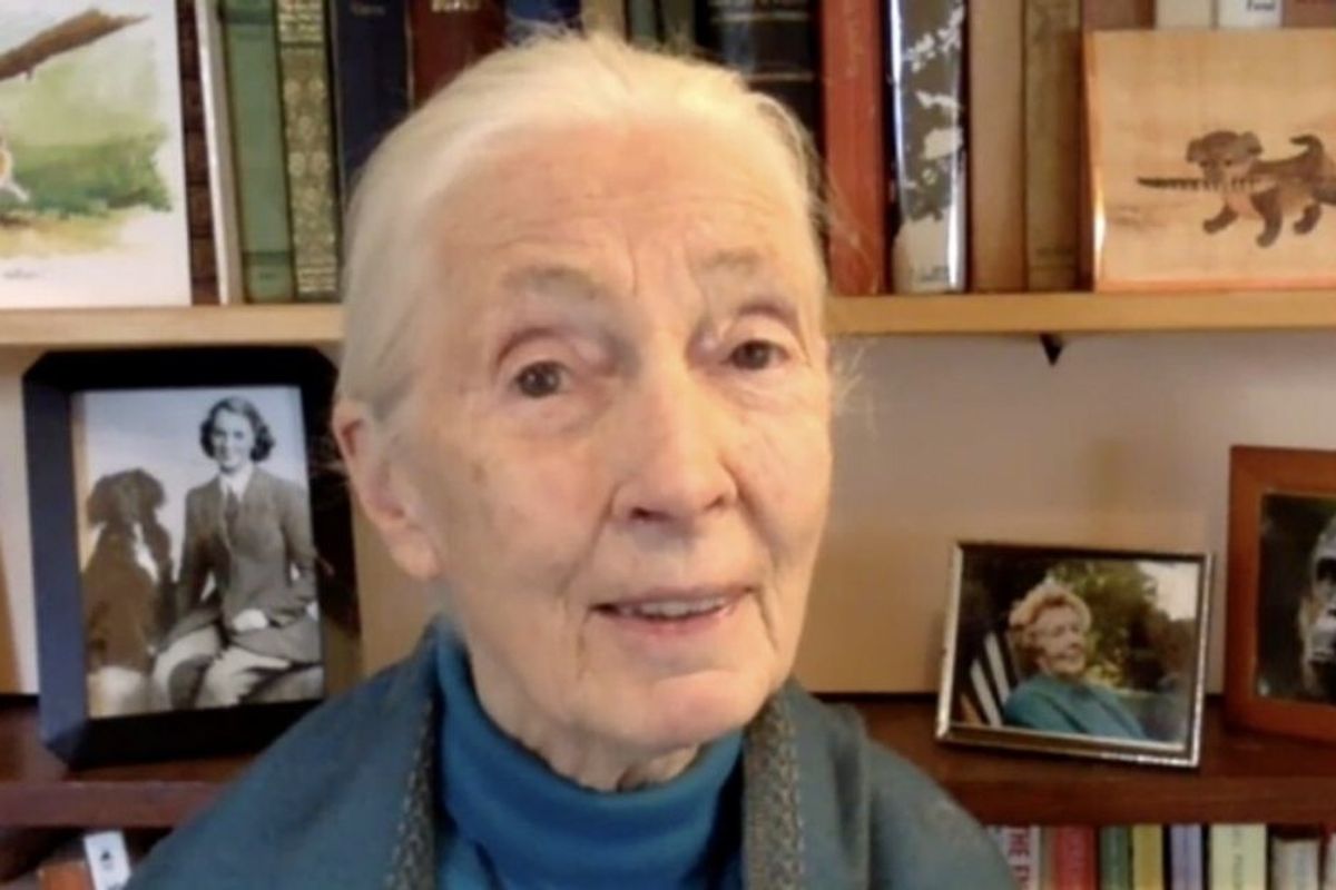 Jane Goodall: Humanity will be 'finished' after Covid-19 unless we change our ways