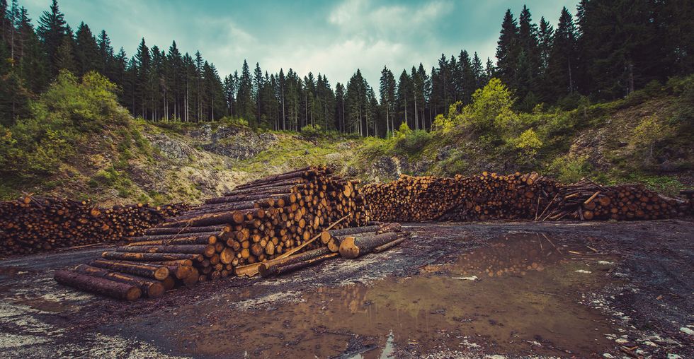deforestation biodiversity loss