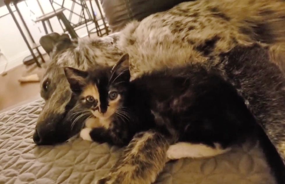 calico kitten, dog, friends