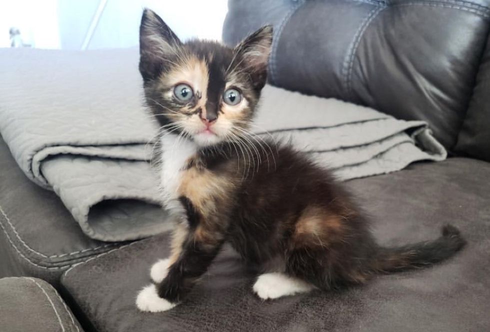 calico kitten, cute kitten