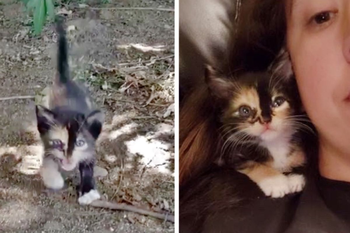 Stray Kitten Comes Running from Bushes and So Happy to Find Help