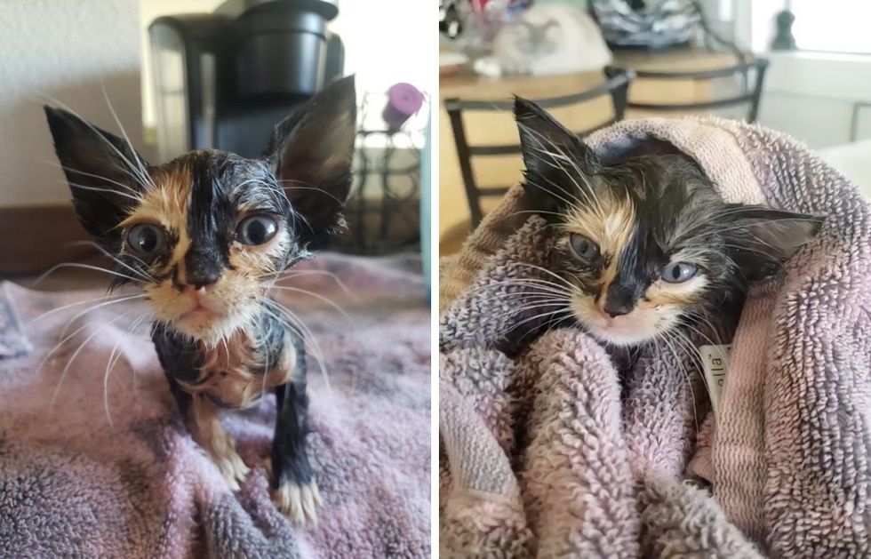 calico kitten, bath