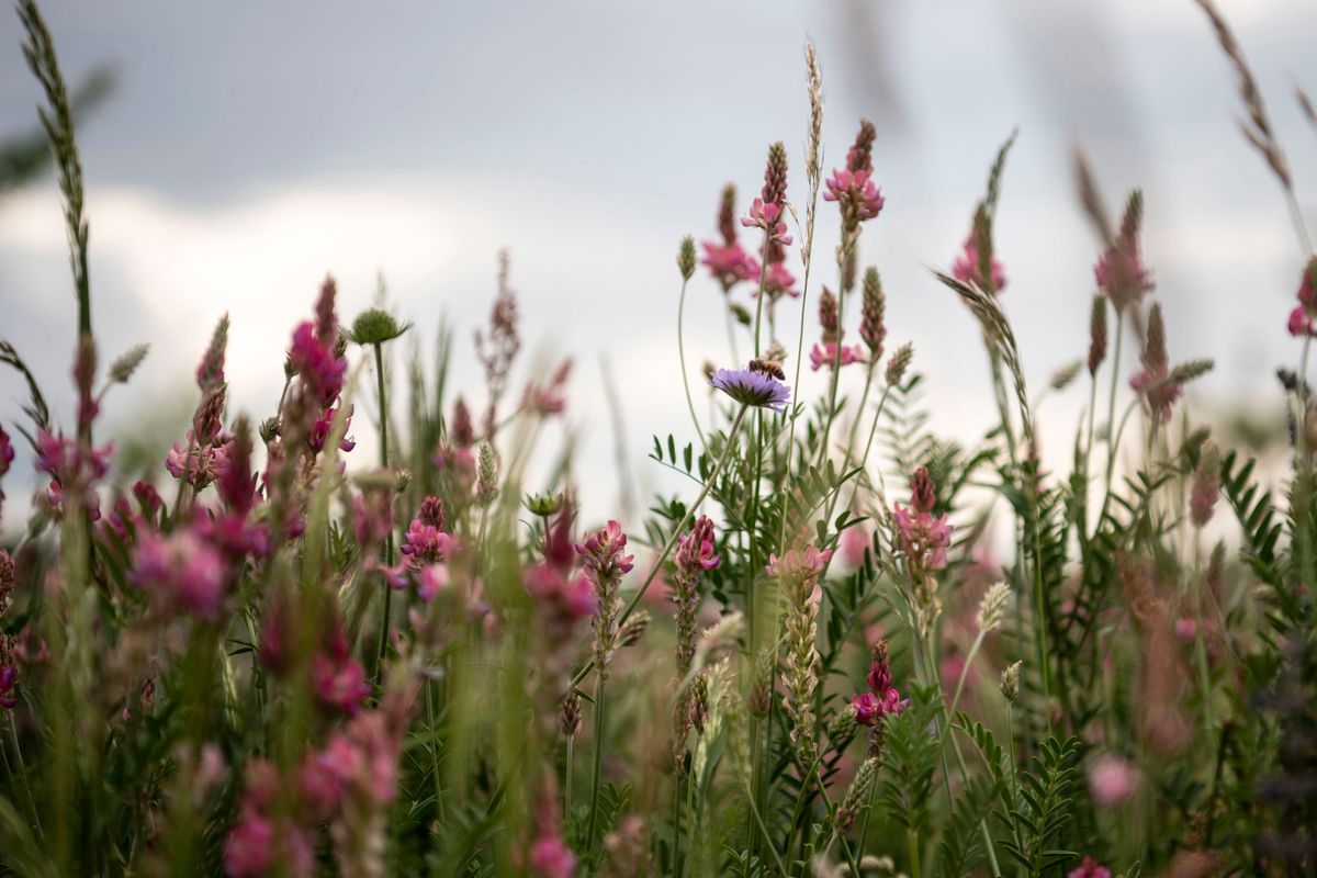 Il fuggiasco e le sirene della vita di prima