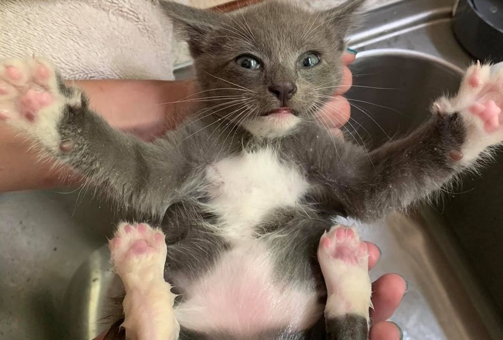 bath time, cute kitten