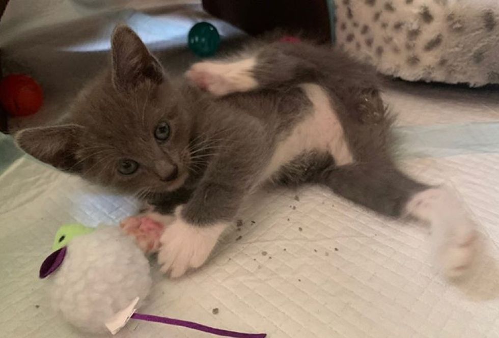 tailless kitten, manx cat