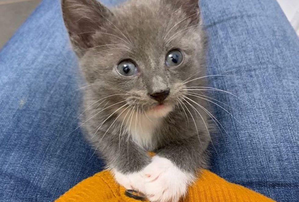 lap cat, cute kitten