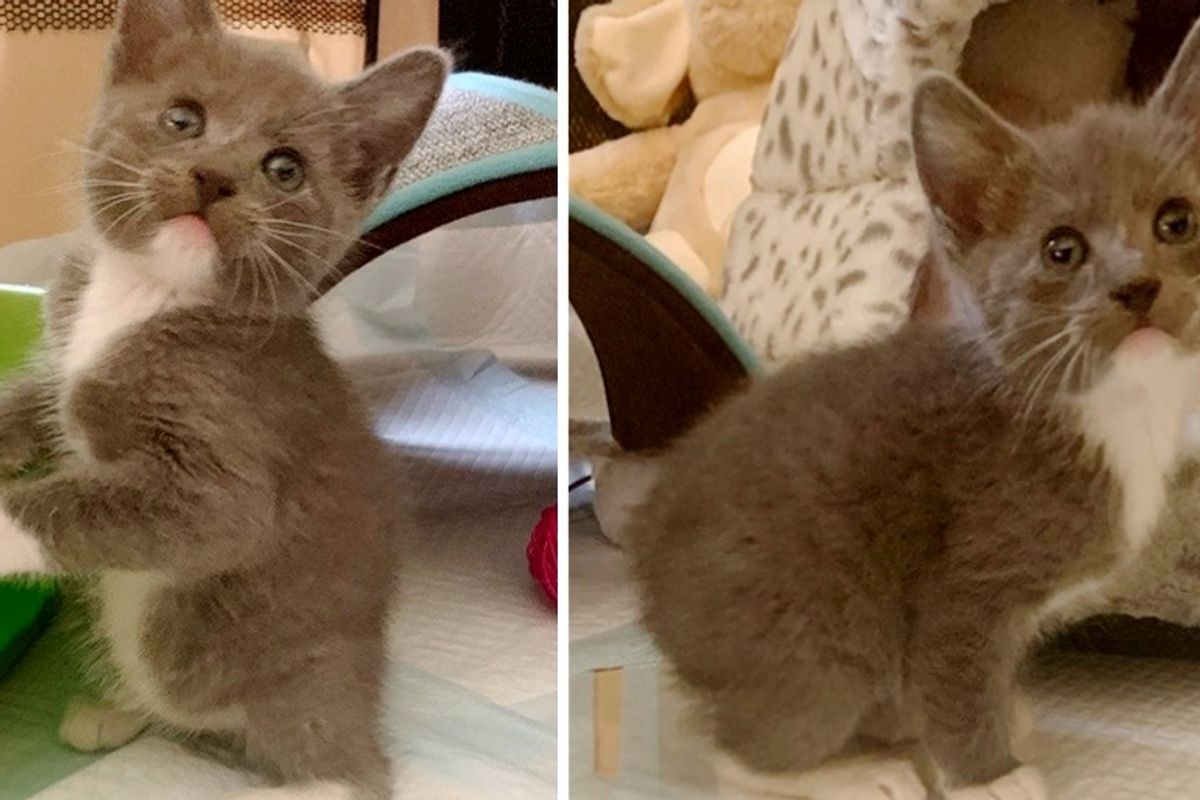 Kitten Born Tailless Hops His Way into His Dream Home
