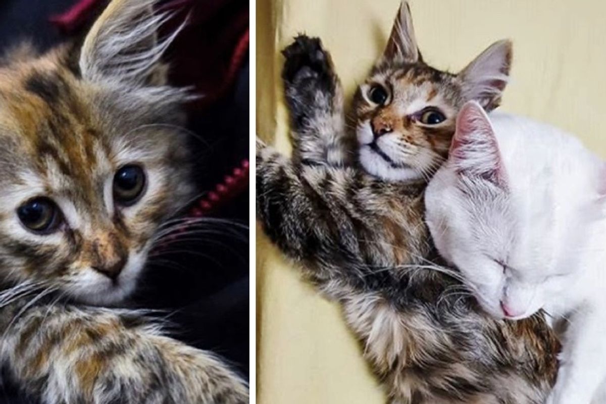 Family Tried to Find Kitten a Home But Their Cat Had Another Idea